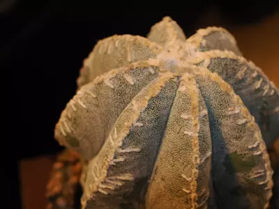 plant/Lump of Coal - Christmas Collection-1-thumbnail