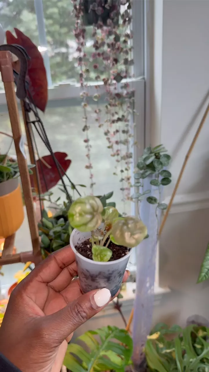 plant/Peperomia pink Lady-0