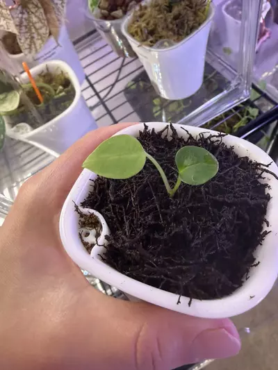 plant/Anthurium DressX x Red Crystal-2-thumbnail