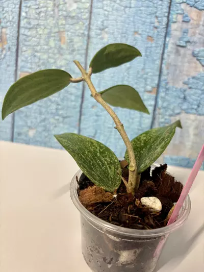 plant/Hoya Rangan Splash-1-thumbnail