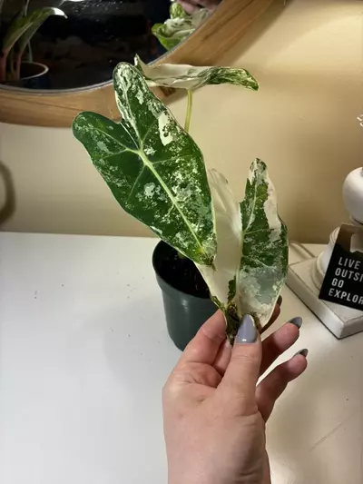 plant/Alocasia Frydek #2-2-thumbnail