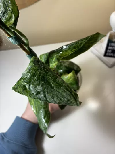 plant/Scindapsis Peasun-3-thumbnail