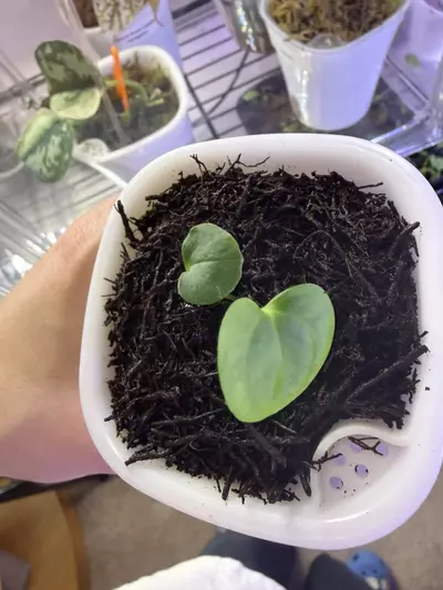 plant/Anthurium Besseae Aff x Variegated Papillilaminum-2-thumbnail