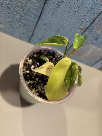 plant/Philodendron Florida Beauty-4-thumbnail