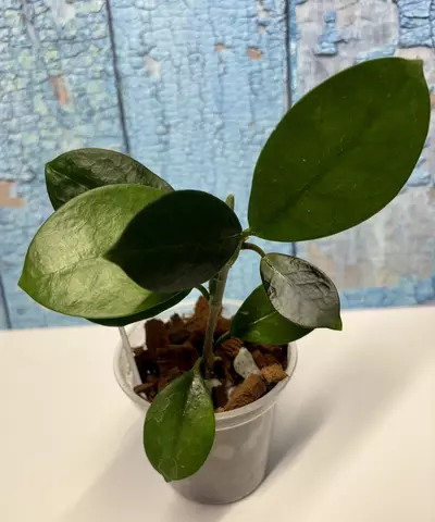 plant/Hoya Australis-6-thumbnail