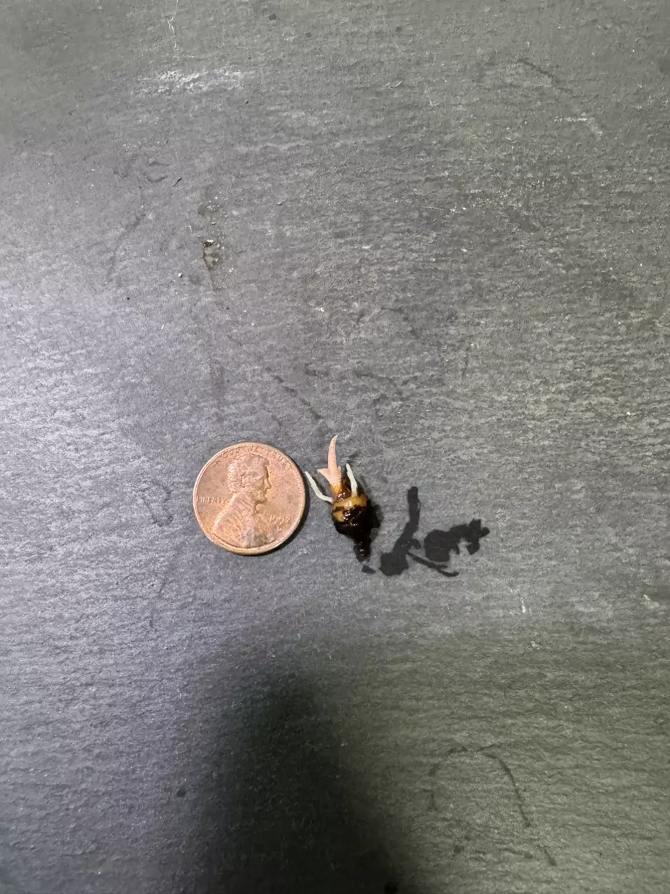 plant/Alocasia Pink Mint Azlanii CORM-2