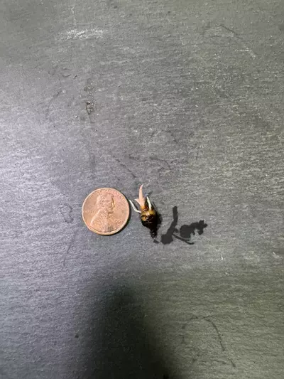 plant/Alocasia Pink Mint Azlanii CORM-2-thumbnail