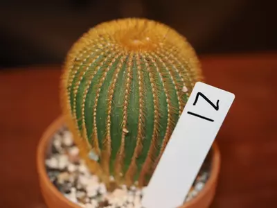 plant/Z1 Cactus-0-thumbnail