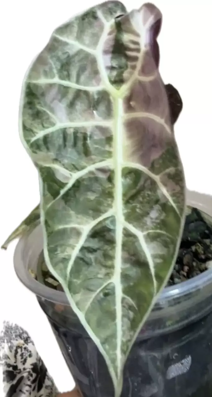 plant/Watsoniana Doff Pink Sprouting Corm-0