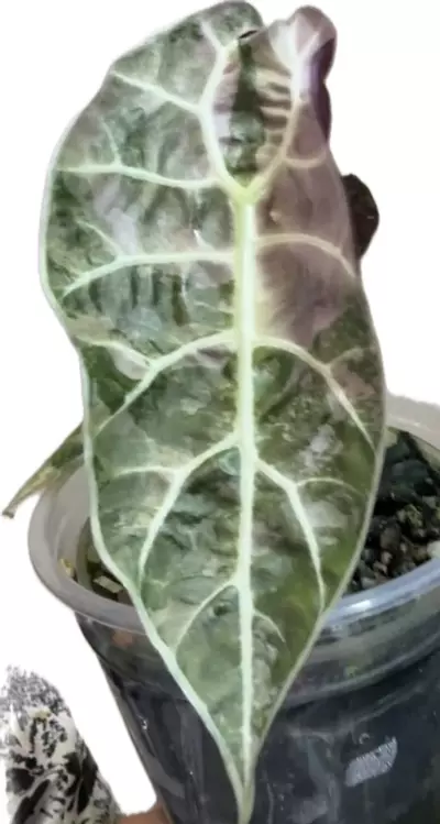 plant/Watsoniana Doff Pink Sprouting Corm-0-thumbnail