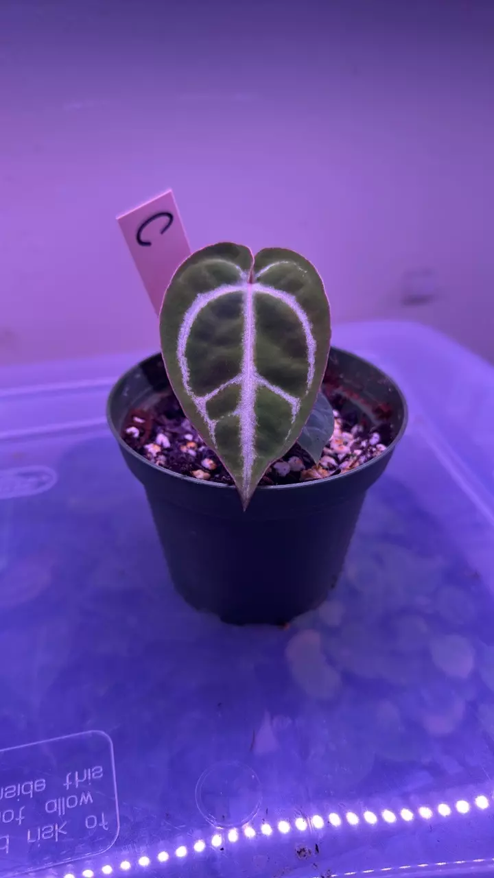 plant/Anthurium pink lemonade x windy dress X Brielle  C-0