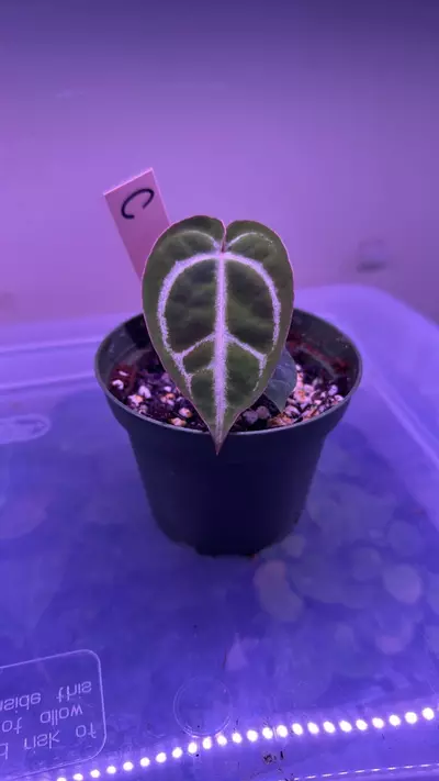 plant/Anthurium pink lemonade x windy dress X Brielle  C-0-thumbnail