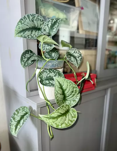 plant/Scindapsus exotica ‘dapple dude’-0-thumbnail