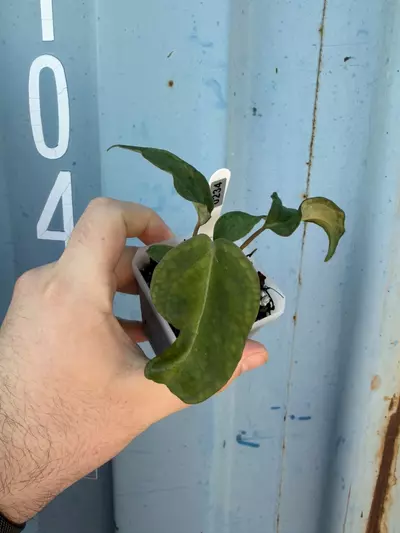 plant/Bundle!-0-thumbnail