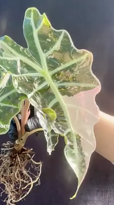 plant/Alocasia True Pink Amazonica Corm-0-thumbnail