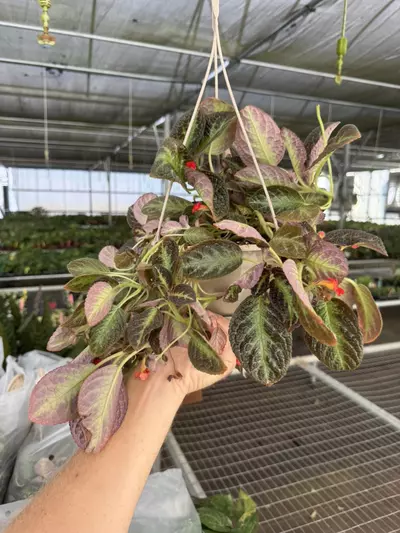 plant/Episcia silver sheen hanging basket 6” pot growers choice-3-thumbnail