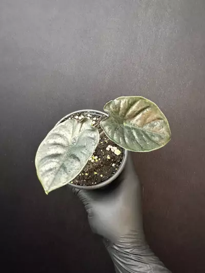 plant/Alocasia Infernalis *Exact Plant A-0-thumbnail