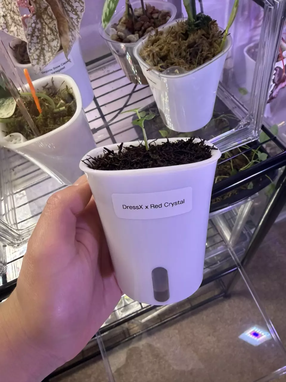 plant/Anthurium DressX x Red Crystal-0
