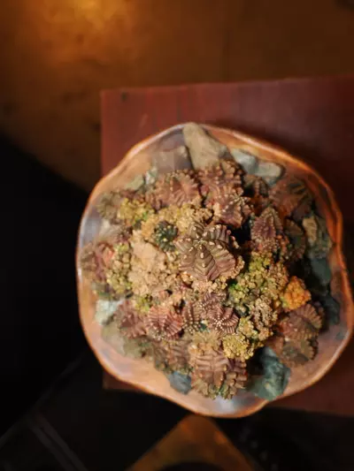 plant/All I Want for Christmas Is a T-Rex - Christmas Collection-3-thumbnail