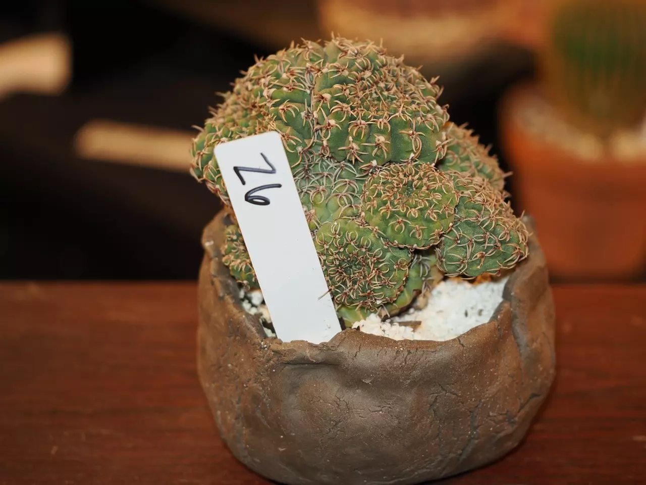 plant/Z6 Cactus-1