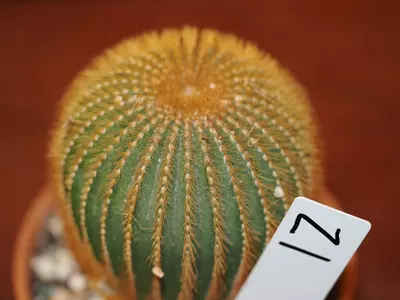 plant/Z1 Cactus-1-thumbnail