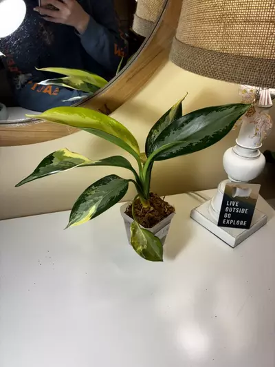 plant/Aglaonema Airport-2-thumbnail