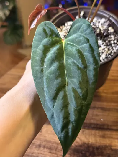 plant/A. (Pap x One) x Dark Phoenix #9-1-thumbnail