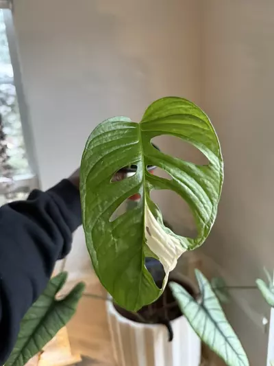 plant/Monstera Adansonii Albo-2-thumbnail