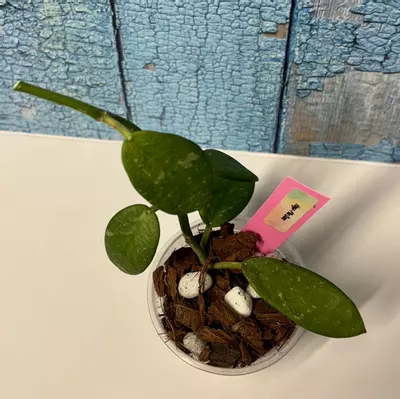 plant/Hoya Phu Quoc-2-thumbnail