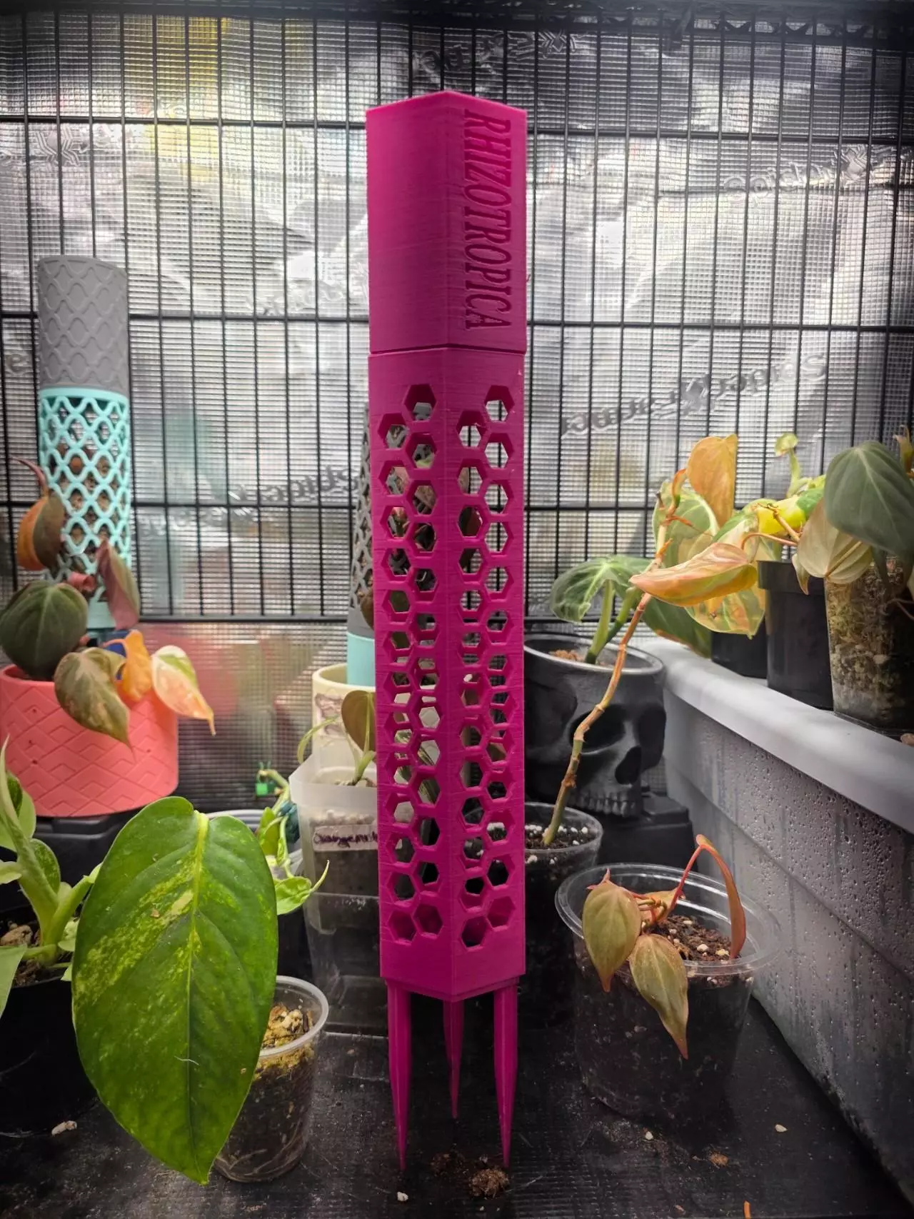 plant/HEXPOLE CLIPS (Small)-0