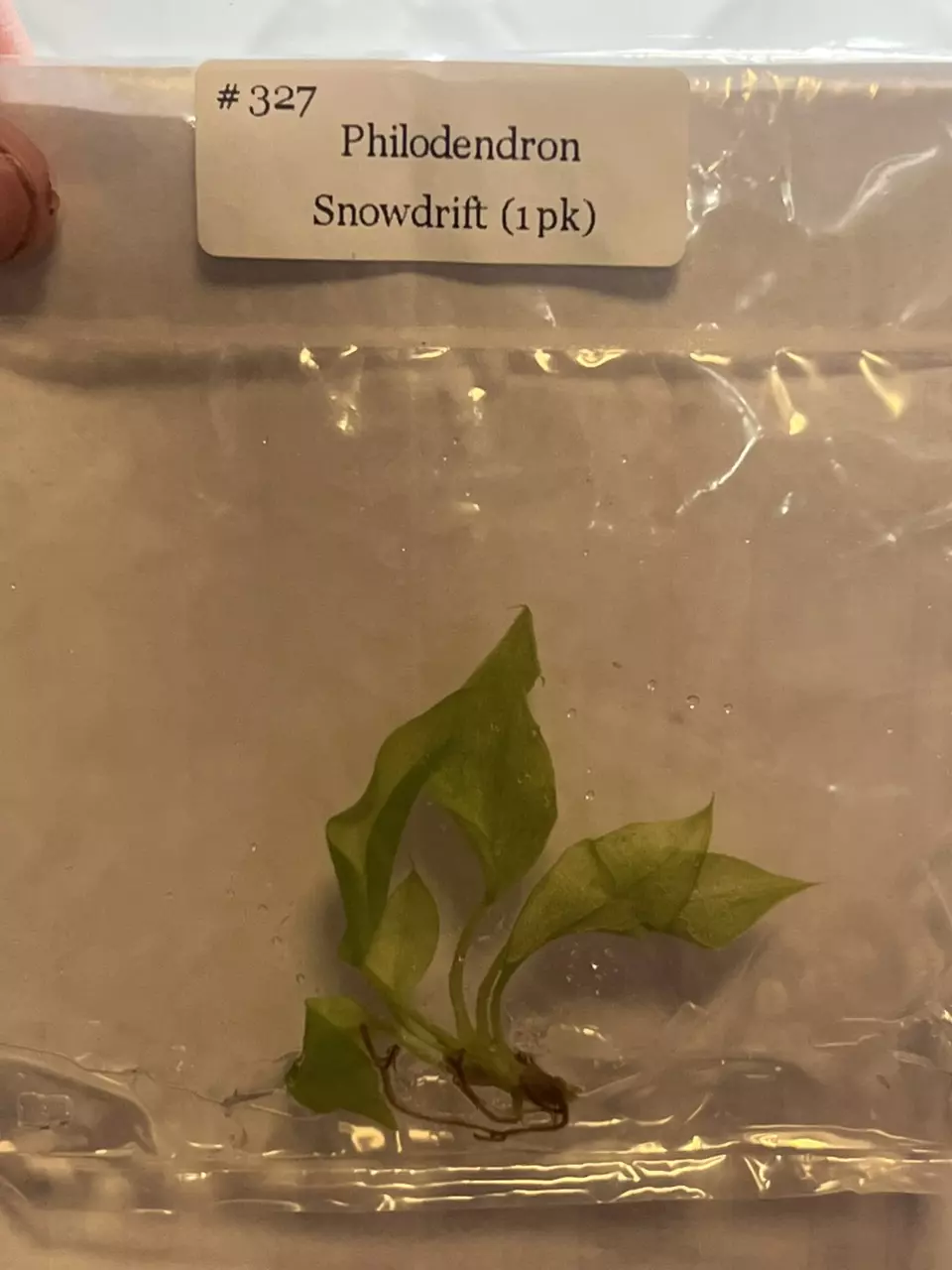 plant/Philodendron Snowdrift-0