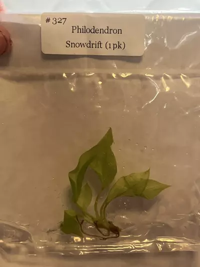 plant/Philodendron Snowdrift-0-thumbnail