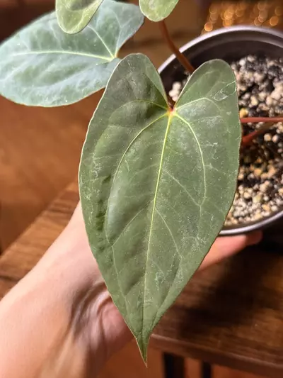 plant/A. (Pap x One) x Dark Phoenix #9-5-thumbnail