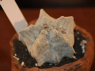 plant/Z4 Cactus-0-thumbnail