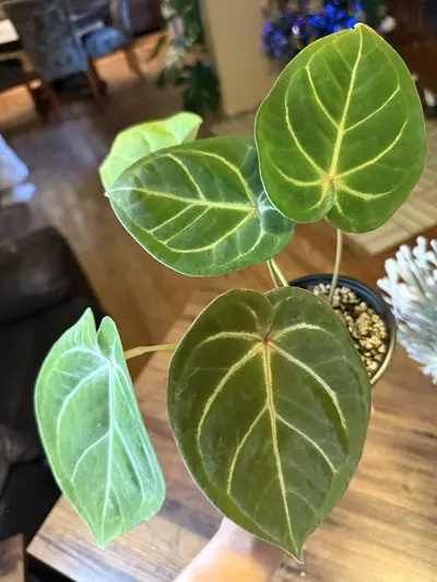 plant/A. Red Spider x Red Mag #8-1-thumbnail