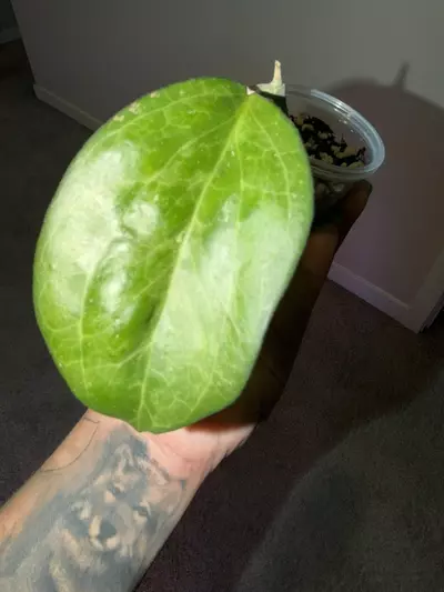 plant/Hoya Icensis 023-0-thumbnail