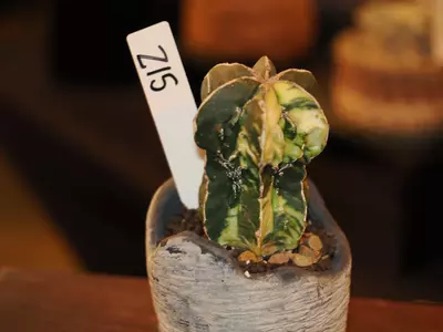 plant/Z15 Cactus-1-thumbnail