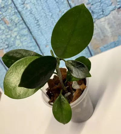 plant/Hoya Australis-0-thumbnail