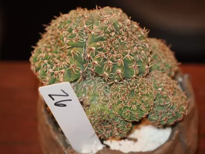 plant/Z6 Cactus-0-thumbnail