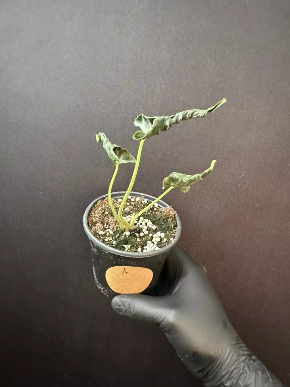 plant/Alocasia Loco *Exact Plant A-0