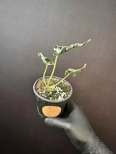 plant/Alocasia Loco *Exact Plant A-0-thumbnail