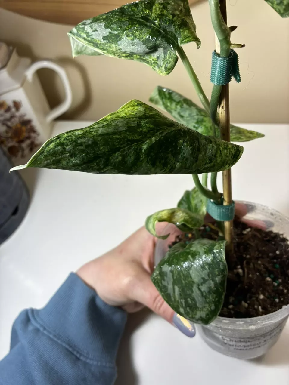 plant/Scindapsis Peasun-4