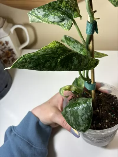 plant/Scindapsis Peasun-4-thumbnail