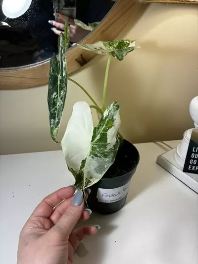 plant/Alocasia Frydek #2-4-thumbnail