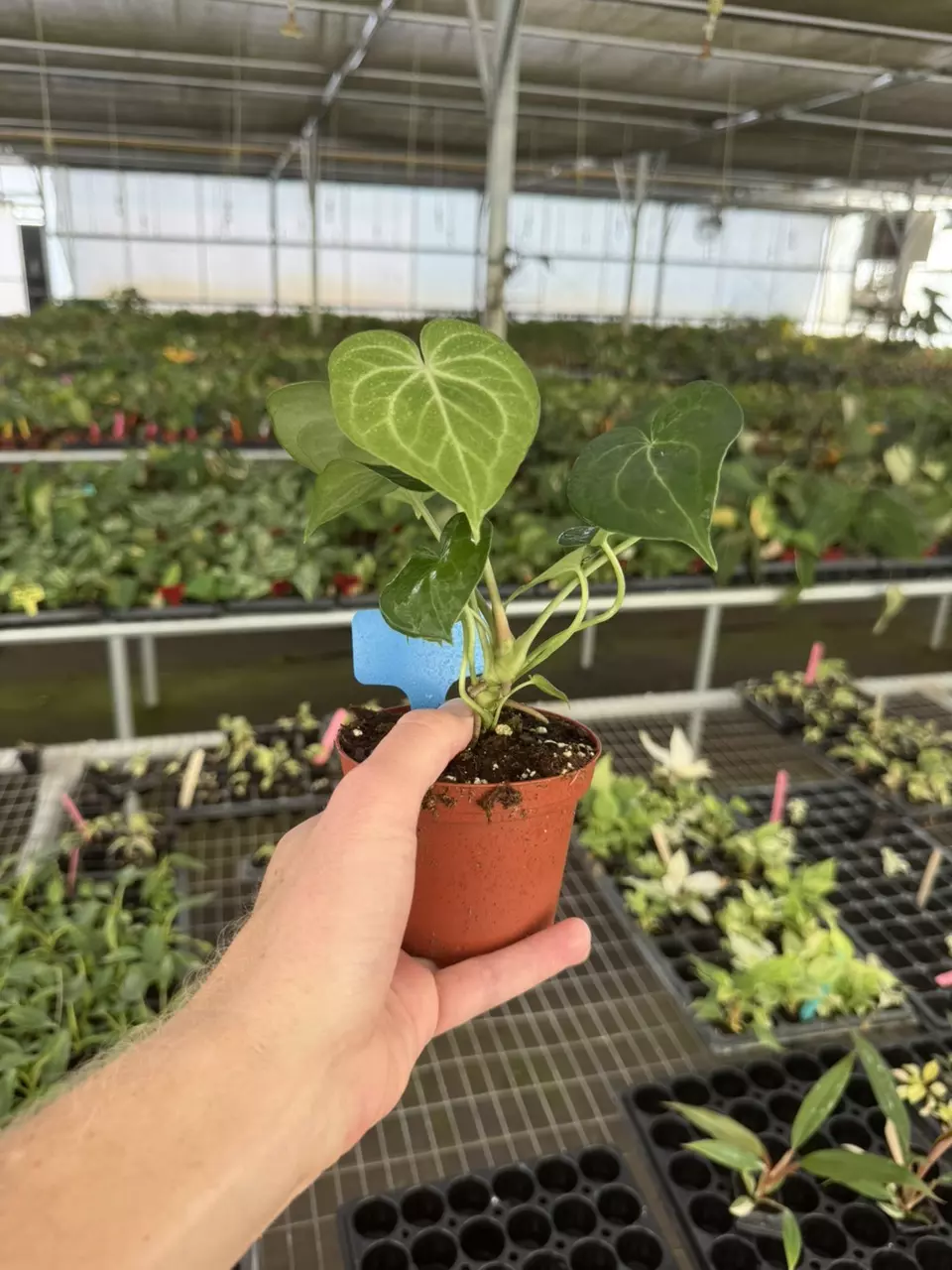 plant/Anthurium silver tiger x clarinervium 4” pot growers choice-6