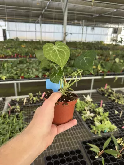 plant/Anthurium silver tiger x clarinervium 4” pot growers choice-6-thumbnail