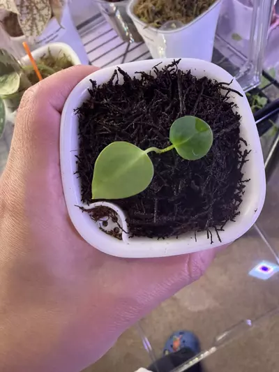 plant/Anthurium DressX x Red Crystal-1-thumbnail