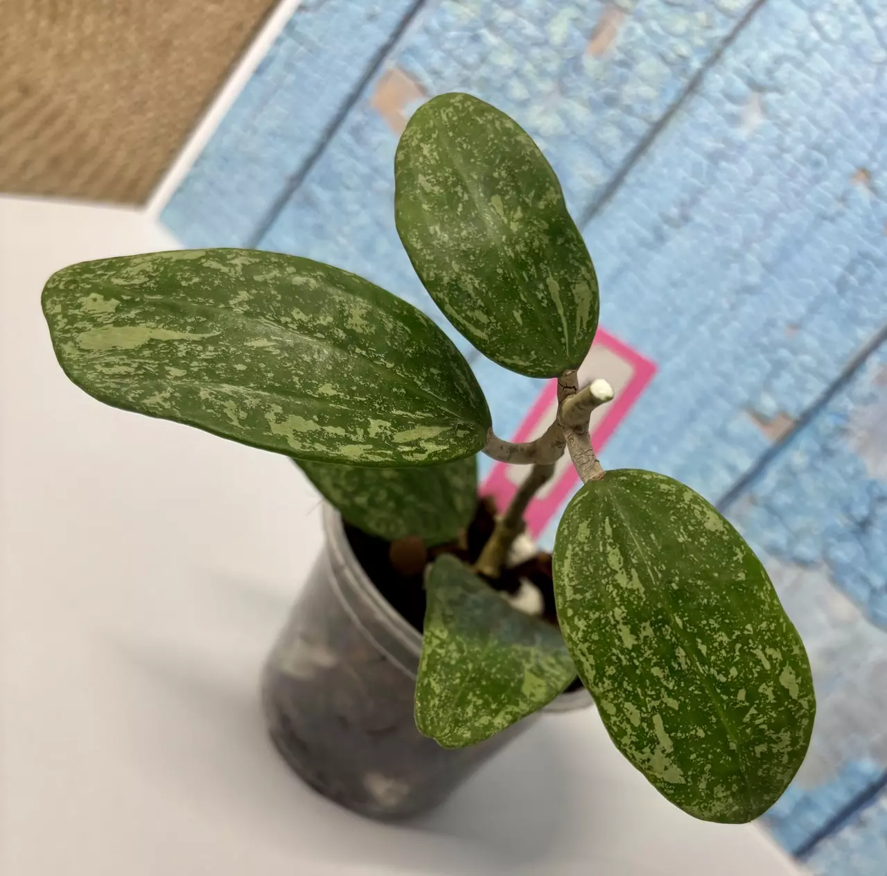 plant/Hoya Rangan Splash-0