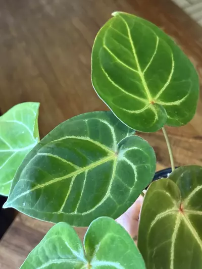 plant/A. Red Spider x Red Mag #8-2-thumbnail