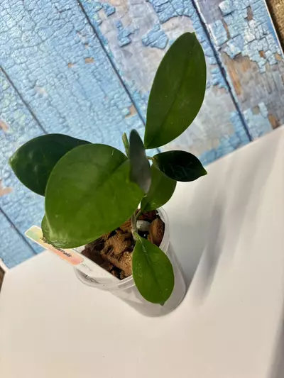 plant/Hoya Australis-5-thumbnail
